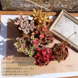 多肉植物 2寸シャトル鉢35個セット 35種類...の詳細画像3