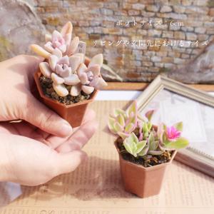 多肉植物 2寸シャトル鉢35個セット 35種類...の詳細画像4