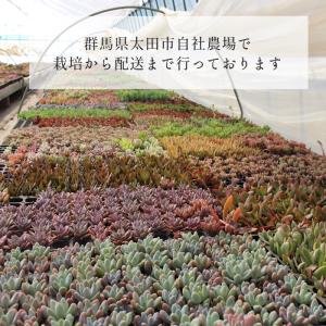 多肉植物 2寸シャトル鉢35個セット 35種類...の詳細画像5