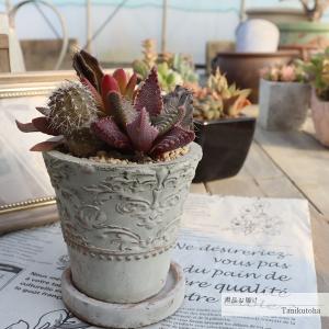 多肉植物寄せ植え おしゃれ ギャザリングリース30cm 開店祝い 誕生日