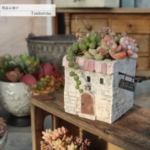 ユッカ シジゲラ 4号 直径約12cm ポット苗 ドライガーデン 送料無料