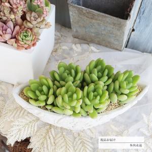 多肉植物 寄せ植え おしゃれ サボテン 多肉植物 の商品一覧 花 ガーデニング 通販 Yahoo ショッピング