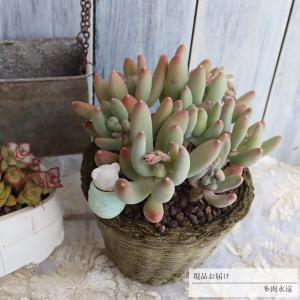 母の日 寄せ植えのランキングtop100 人気売れ筋ランキング Yahoo ショッピング