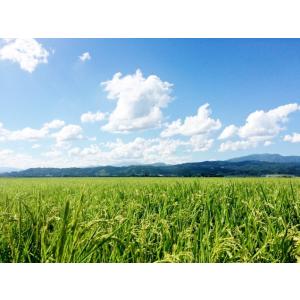新米入荷! 令和8年産 精米無料 山形県産 ヒ...の詳細画像1
