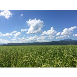 令和7年産 山形県産 雪若丸 白米 10kg ...の詳細画像3