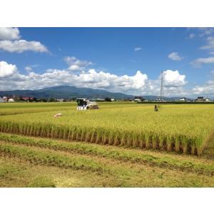 令和7年産 山形県産 雪若丸 白米 10kg ...の詳細画像4