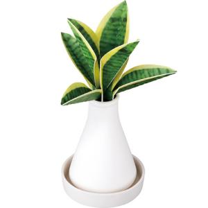 グローバルプロダクトプランニング ス ポット 観葉加湿器 サンセベリア 1個