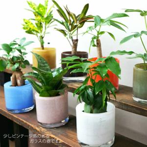 観葉植物 【パキラ シェフレラ サンスベリア ...の詳細画像1