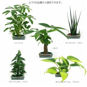 観葉植物 【パキラ シェフレラ サンスベリア ...の詳細画像2