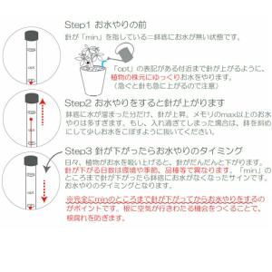 観葉植物 【パキラ シェフレラ サンスベリア ...の詳細画像3