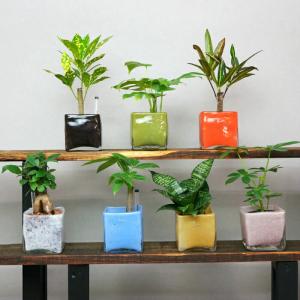 観葉植物 ハイドロカルチャー 【パキラ シェフレ...の商品画像