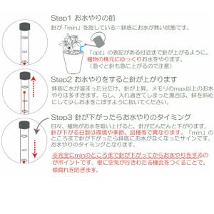 観葉植物 ハイドロカルチャー 【パキラ シェフ...の詳細画像3