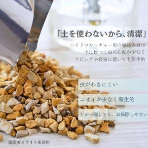 【3点セット】観葉植物 ハイドロカルチャー シ...の詳細画像1