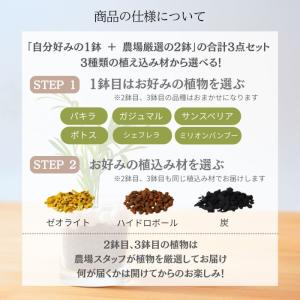 【3点セット】観葉植物 ハイドロカルチャー シ...の詳細画像4