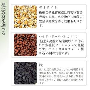 【3点セット】観葉植物 ハイドロカルチャー シ...の詳細画像5