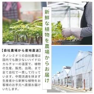 観葉植物 ハイドロカルチャー 土をつかわない植...の詳細画像1