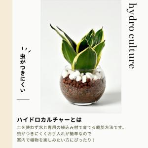 観葉植物 ハイドロカルチャー 土をつかわない植...の詳細画像2