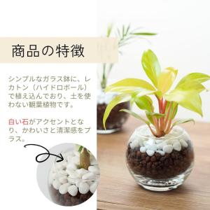 観葉植物 ハイドロカルチャー 土をつかわない植...の詳細画像3