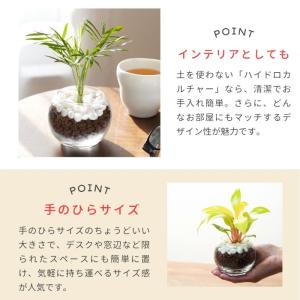 観葉植物 ハイドロカルチャー 土をつかわない植...の詳細画像4