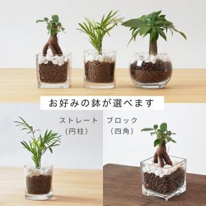 観葉植物 ハイドロカルチャー 土をつかわない植...の詳細画像5