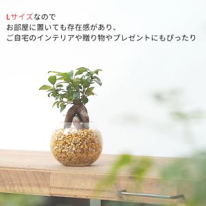 観葉植物 【パキラ ガジュマル サンスベリア ...の詳細画像1