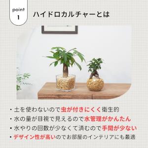 観葉植物 【パキラ ガジュマル サンスベリア ...の詳細画像2