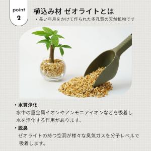 観葉植物 【パキラ ガジュマル サンスベリア ...の詳細画像3