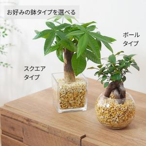 観葉植物 【パキラ ガジュマル サンスベリア ...の詳細画像4