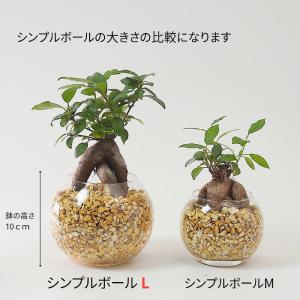 観葉植物 【パキラ ガジュマル サンスベリア ...の詳細画像5