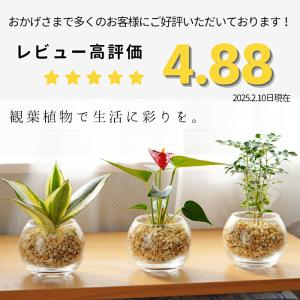 【産地直送】 観葉植物 ハイドロカルチャー 品...の詳細画像2