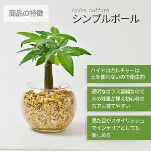 【産地直送】 観葉植物 ハイドロカルチャー 品...の詳細画像3