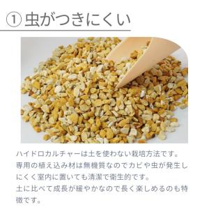 【産地直送】 観葉植物 ハイドロカルチャー 品...の詳細画像4