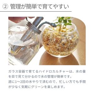 【産地直送】 観葉植物 ハイドロカルチャー 品...の詳細画像5