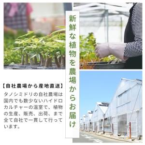 観葉植物 【パキラ ガジュマル サンスベリア ...の詳細画像1