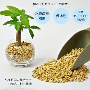 観葉植物 【パキラ ガジュマル サンスベリア ...の詳細画像2