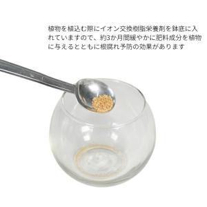 観葉植物 【パキラ ガジュマル サンスベリア ...の詳細画像3