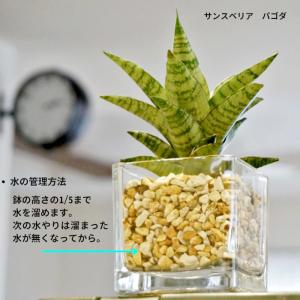 観葉植物 【パキラ ガジュマル サンスベリア ...の詳細画像4