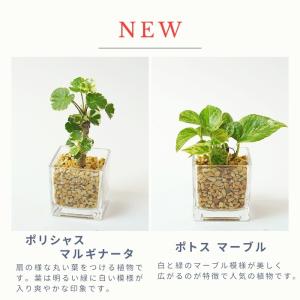 観葉植物 【パキラ ガジュマル サンスベリア ...の詳細画像5