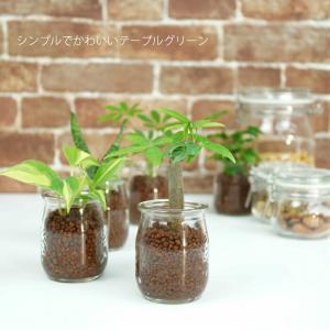 観葉植物 【パキラ シェフレラ サンスベリア ...の詳細画像1