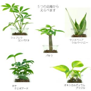観葉植物 【パキラ シェフレラ サンスベリア ...の詳細画像2