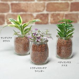 観葉植物 【パキラ シェフレラ サンスベリア ...の詳細画像3