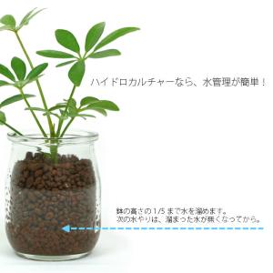 観葉植物 【パキラ シェフレラ サンスベリア ...の詳細画像4