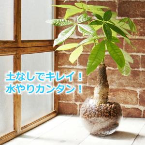 パキラ 水やり簡単！ ハイドロカルチャー フローラボールS（120）セット ミニ観葉 観葉植物