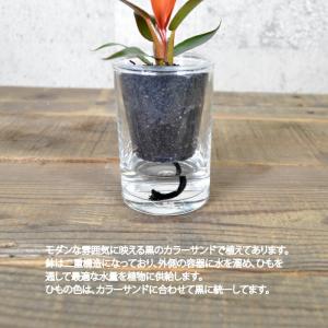 観葉植物 【 パキラ サンスベリア フィロデン...の詳細画像1