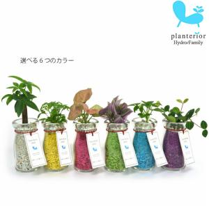 観葉植物 【パキラ シェフレラ サンスベリア ほか、いろいろ選べる】 サンドボトル ミルク 植物セット ハイドロカルチャー｜tanoshimidori