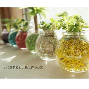 観葉植物 【パキラ シェフレラ サンスベリア ...の詳細画像1