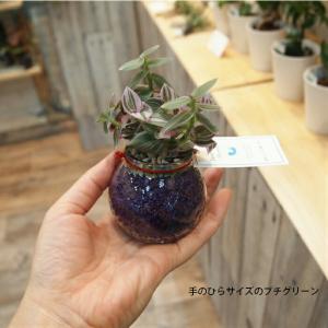 観葉植物 【パキラ シェフレラ サンスベリア ...の詳細画像3