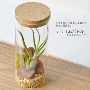 エアプランツ コルクびん テラリウムボトル M...の詳細画像2
