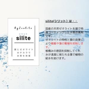 観葉植物【テーブルヤシ オキシカラジウム サン...の詳細画像1