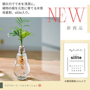 観葉植物【テーブルヤシ オキシカラジウム サン...の詳細画像2